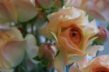 かわいいラナンキュラス♬｜「アライ花店」　（山形県山形市の花キューピット加盟店 花屋）のブログ