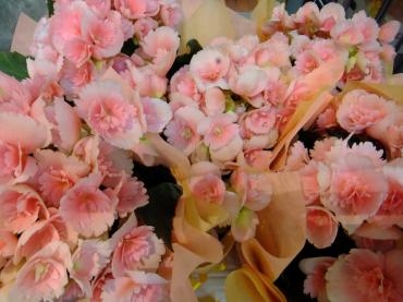 寒い１日｜「アライ花店」　（山形県山形市の花キューピット加盟店 花屋）のブログ