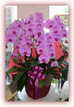 お祝い用胡蝶蘭｜「アライ花店」　（山形県山形市の花キューピット加盟店 花屋）のブログ