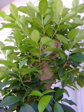 ガジュマル｜「アライ花店」　（山形県山形市の花キューピット加盟店 花屋）のブログ