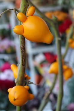 お客様からいただきました♬｜「アライ花店」　（山形県山形市の花キューピット加盟店 花屋）のブログ