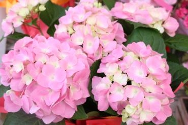 あじさいの鉢ごございます♬♬｜「アライ花店」　（山形県山形市の花キューピット加盟店 花屋）のブログ