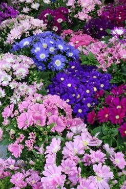 卒園児へ贈る鉢植え♬｜「アライ花店」　（山形県山形市の花キューピット加盟店 花屋）のブログ