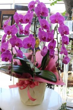 今日から花笠まつり♬｜「アライ花店」　（山形県山形市の花キューピット加盟店 花屋）のブログ