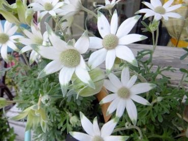 思わずにっこり｜「アライ花店」　（山形県山形市の花キューピット加盟店 花屋）のブログ