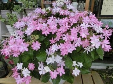 ダンスパーティー｜「アライ花店」　（山形県山形市の花キューピット加盟店 花屋）のブログ
