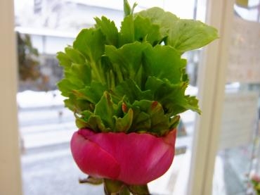 妄想？｜「アライ花店」　（山形県山形市の花キューピット加盟店 花屋）のブログ