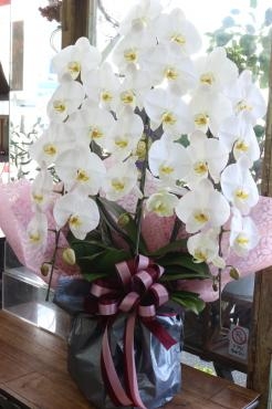 お祝い胡蝶蘭｜「アライ花店」　（山形県山形市の花キューピット加盟店 花屋）のブログ