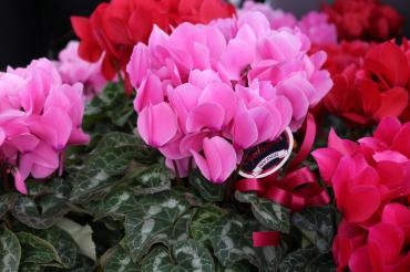 シクラメンをお届けさせていただきました♬｜「アライ花店」　（山形県山形市の花キューピット加盟店 花屋）のブログ