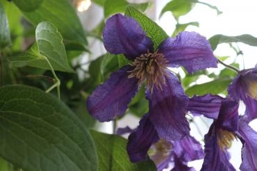 1週間のはじまり♬｜「アライ花店」　（山形県山形市の花キューピット加盟店 花屋）のブログ