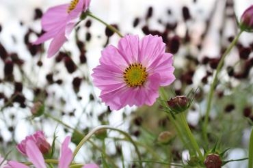 彼岸中日｜「アライ花店」　（山形県山形市の花キューピット加盟店 花屋）のブログ