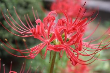彼岸入り｜「アライ花店」　（山形県山形市の花キューピット加盟店 花屋）のブログ