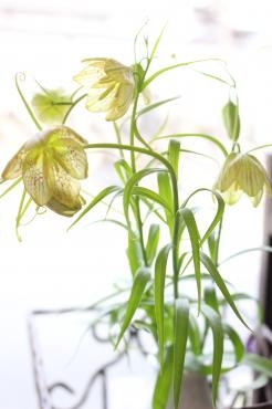 バイモユリ♬｜「アライ花店」　（山形県山形市の花キューピット加盟店 花屋）のブログ