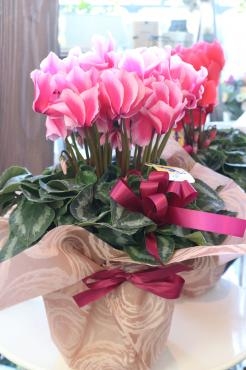 贈答用にシクラメンの鉢♬｜「アライ花店」　（山形県山形市の花キューピット加盟店 花屋）のブログ