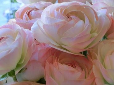 元気なあいさつ｜「アライ花店」　（山形県山形市の花キューピット加盟店 花屋）のブログ