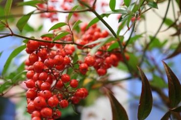 今年もありがとうございました｜「アライ花店」　（山形県山形市の花キューピット加盟店 花屋）のブログ