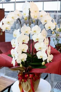 お祝い胡蝶蘭｜「アライ花店」　（山形県山形市の花キューピット加盟店 花屋）のブログ