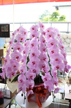 華やか★胡蝶蘭｜「アライ花店」　（山形県山形市の花キューピット加盟店 花屋）のブログ