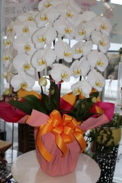 御祝コチョウラン♬｜「アライ花店」　（山形県山形市の花キューピット加盟店 花屋）のブログ