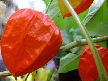 明日に向けて｜「アライ花店」　（山形県山形市の花キューピット加盟店 花屋）のブログ
