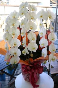 お祝い用の胡蝶蘭｜「アライ花店」　（山形県山形市の花キューピット加盟店 花屋）のブログ