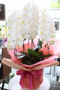 お誕生日お祝い胡蝶蘭♬｜「アライ花店」　（山形県山形市の花キューピット加盟店 花屋）のブログ