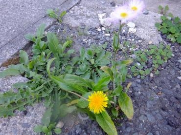 雑草｜「アライ花店」　（山形県山形市の花キューピット加盟店 花屋）のブログ