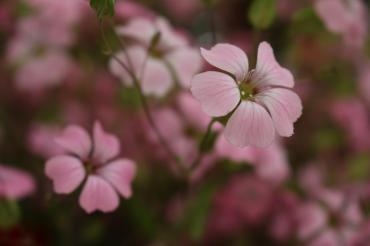 小さなお客様｜「アライ花店」　（山形県山形市の花キューピット加盟店 花屋）のブログ