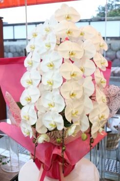お誕生日用胡蝶蘭｜「アライ花店」　（山形県山形市の花キューピット加盟店 花屋）のブログ