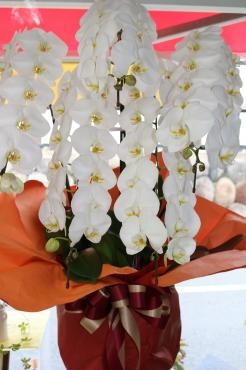 お届けいたしました胡蝶蘭♬｜「アライ花店」　（山形県山形市の花キューピット加盟店 花屋）のブログ