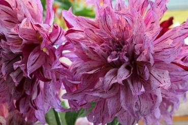 大輪のダリア♬｜「アライ花店」　（山形県山形市の花キューピット加盟店 花屋）のブログ