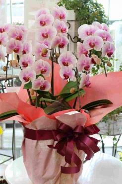 お届けしましたミニ胡蝶蘭♬｜「アライ花店」　（山形県山形市の花キューピット加盟店 花屋）のブログ