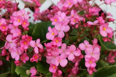 ベコニア「ラブミー」♬｜「アライ花店」　（山形県山形市の花キューピット加盟店 花屋）のブログ