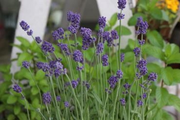 本日のお客様♪｜「アライ花店」　（山形県山形市の花キューピット加盟店 花屋）のブログ