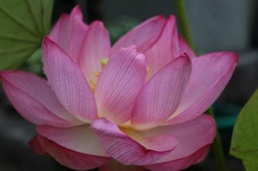 蓮の花｜「アライ花店」　（山形県山形市の花キューピット加盟店 花屋）のブログ