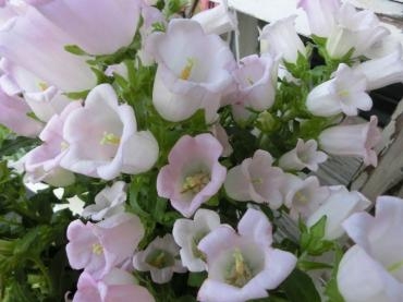 朝一のお客様｜「アライ花店」　（山形県山形市の花キューピット加盟店 花屋）のブログ