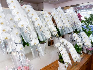 胡蝶蘭鉢のご注文は早めに・・・・｜「フラワーショップはなまつ」　（京都府宇治市の花キューピット加盟店 花屋）のブログ