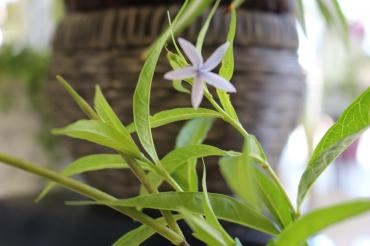 丁子草の花｜「アライ花店」　（山形県山形市の花キューピット加盟店 花屋）のブログ