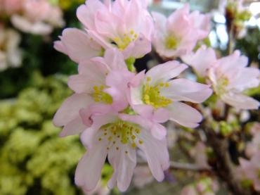 さ・く・ら｜「アライ花店」　（山形県山形市の花キューピット加盟店 花屋）のブログ