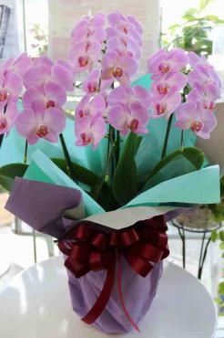お祝い用ミニ胡蝶蘭｜「アライ花店」　（山形県山形市の花キューピット加盟店 花屋）のブログ