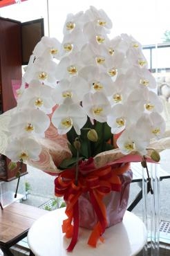 お祝い胡蝶蘭｜「アライ花店」　（山形県山形市の花キューピット加盟店 花屋）のブログ