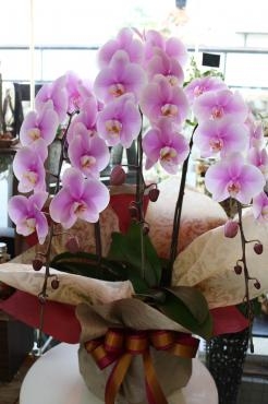 お祝い胡蝶蘭｜「アライ花店」　（山形県山形市の花キューピット加盟店 花屋）のブログ