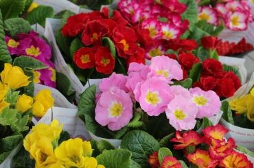 卒園のお祝いの鉢♬｜「アライ花店」　（山形県山形市の花キューピット加盟店 花屋）のブログ