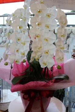 お誕生日御祝い胡蝶蘭♬｜「アライ花店」　（山形県山形市の花キューピット加盟店 花屋）のブログ