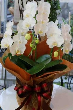 開店の御祝い☆ミニ胡蝶蘭｜「アライ花店」　（山形県山形市の花キューピット加盟店 花屋）のブログ