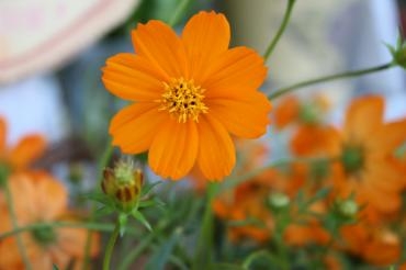 敬老の日｜「アライ花店」　（山形県山形市の花キューピット加盟店 花屋）のブログ