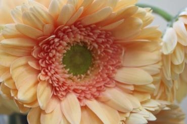 今日は大寒ですね｜「アライ花店」　（山形県山形市の花キューピット加盟店 花屋）のブログ