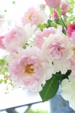 シーアネモネ♥｜「アライ花店」　（山形県山形市の花キューピット加盟店 花屋）のブログ