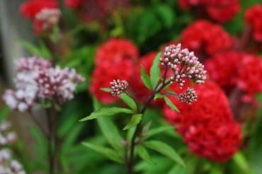 9月もありがとうございました♬｜「アライ花店」　（山形県山形市の花キューピット加盟店 花屋）のブログ