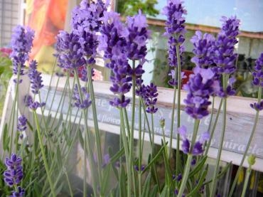 春の運動会｜「アライ花店」　（山形県山形市の花キューピット加盟店 花屋）のブログ
